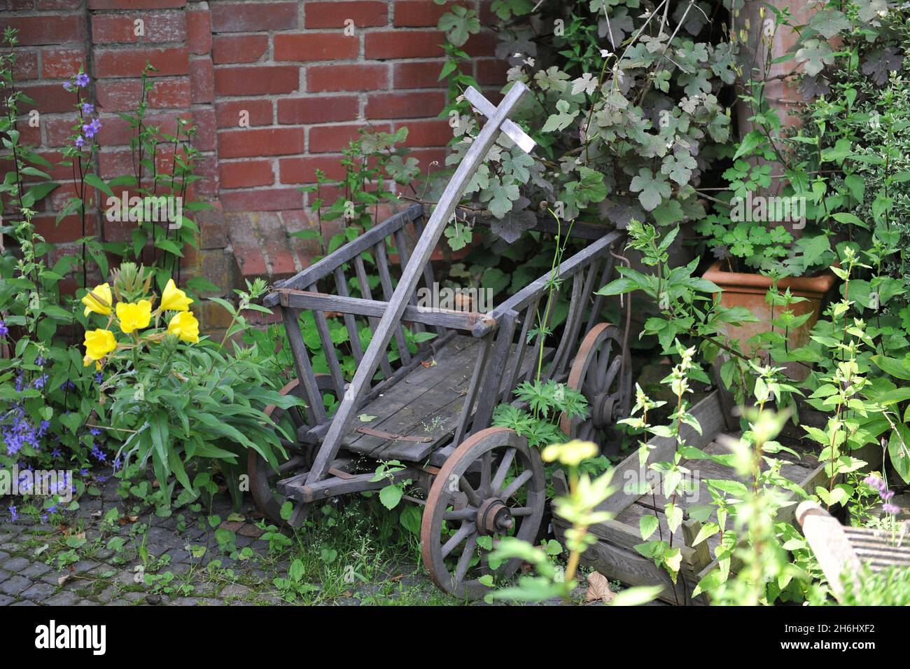 Chariot en bois à quatre roues dans un jardin avec primevent commun de soirée (Oenothera biennis) et fleur de cloche (Campanula) en juillet Banque D'Images