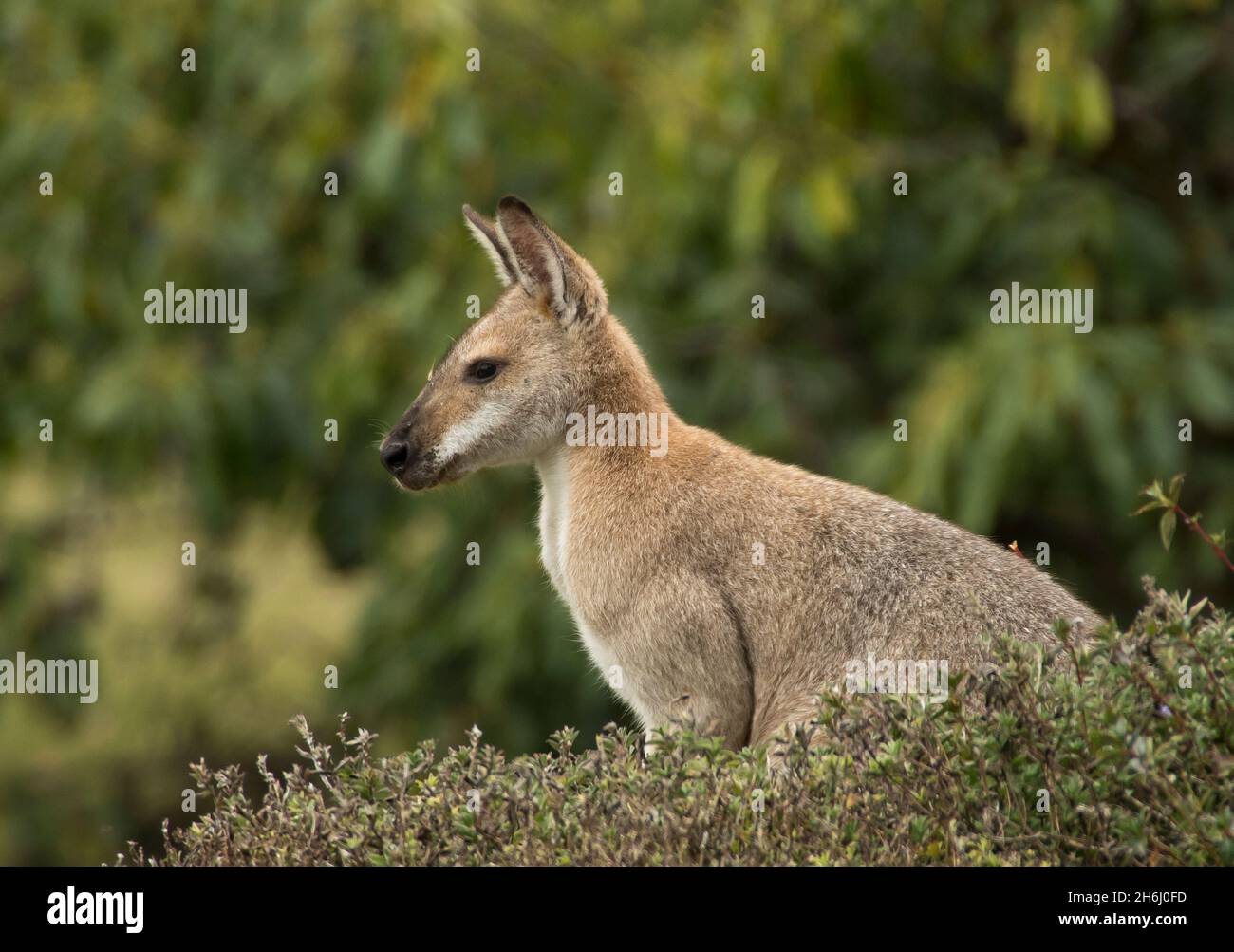 Profil du wallaby à col rouge mâle sauvage et vigilant (Macropus rufogriseus) dans un lit de fleurs dans le jardin, Queensland, Australie. Banque D'Images