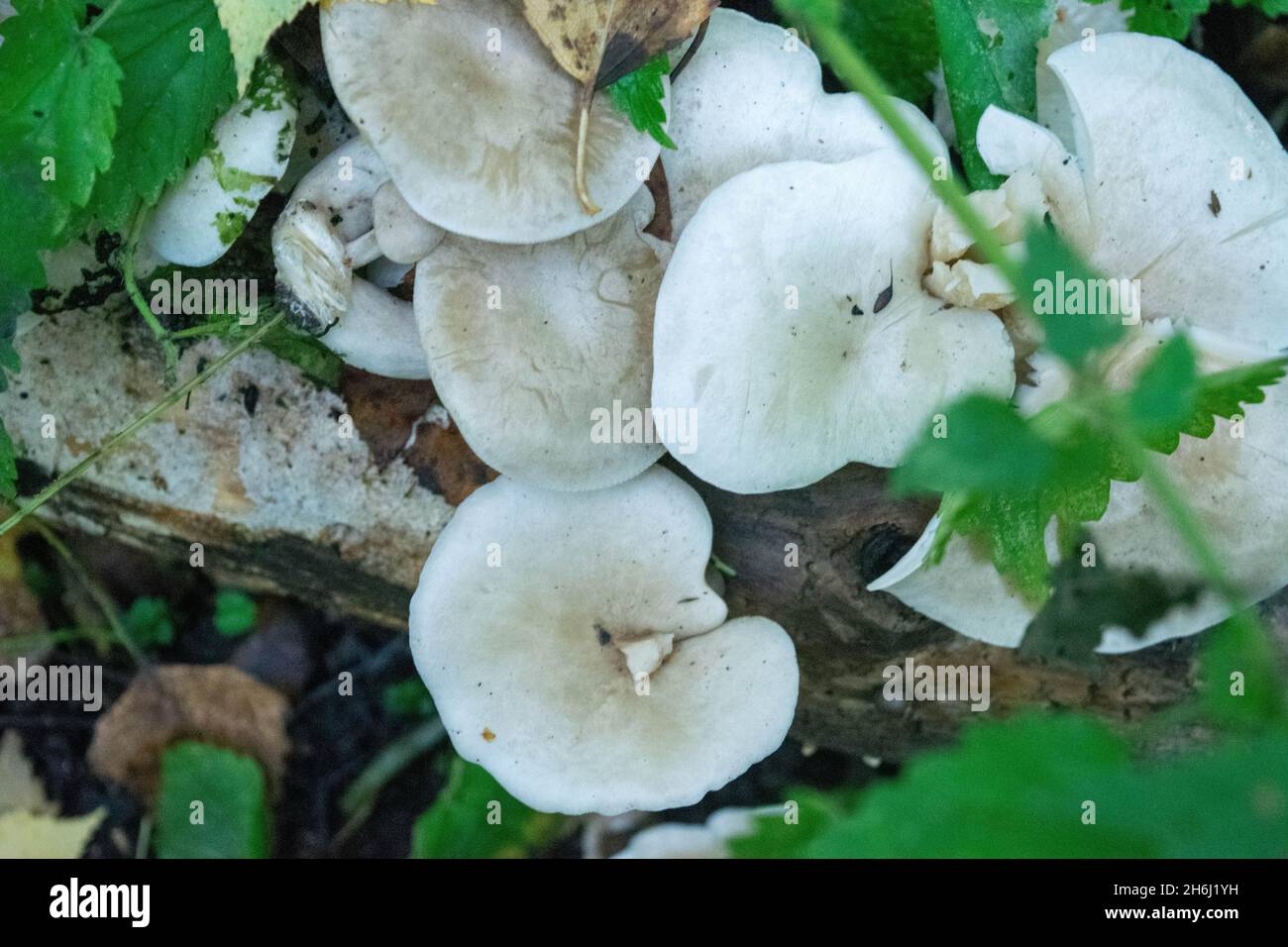 Champignons dans l'herbe sur le fond de la forêt d'automne.Gros plan sur les champignons dans un environnement naturel.Magnifique paysage d'automne. Banque D'Images