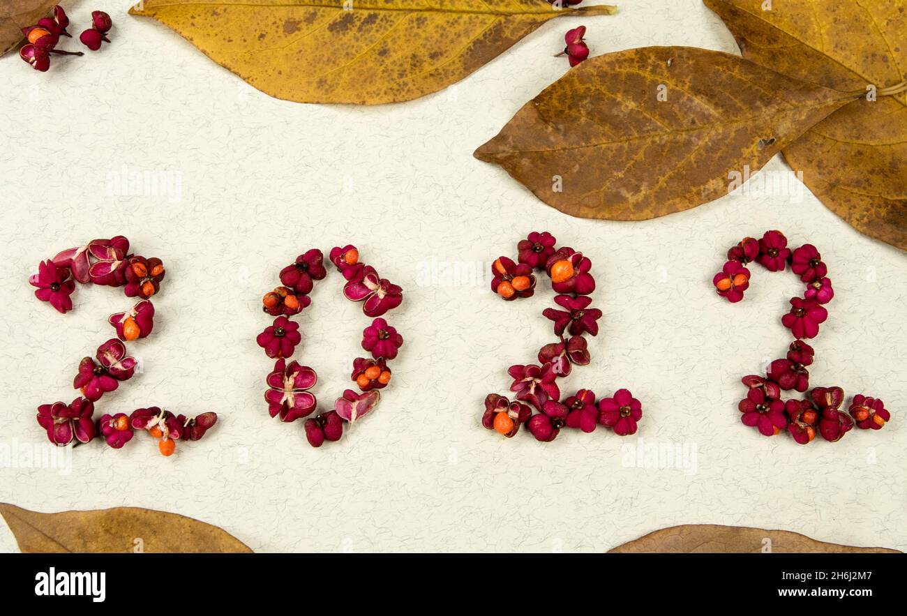 L'année 2022 fait des graines de l'arbre de broche Banque D'Images