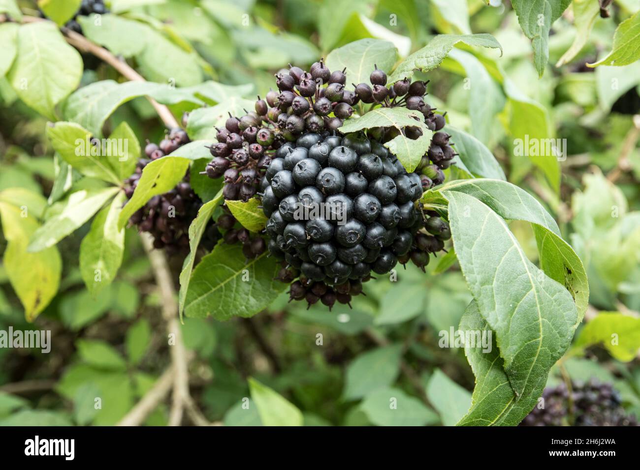 Les baies noires du rare arbuste Eleutherococcus henryi Banque D'Images