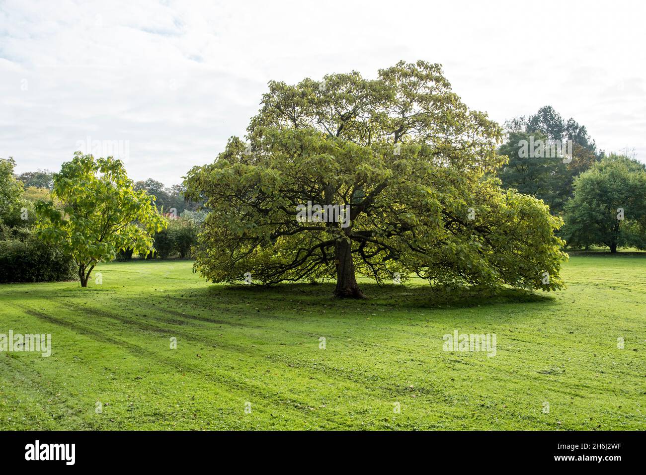 Un exemple énorme de Catalpa bignonioides Banque D'Images