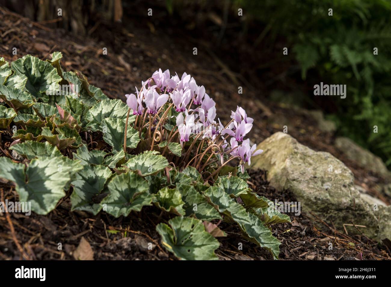 Cyclamen hederifolium ou semez du pain en pleine fleur sur un endroit ombragé dans le jardin Banque D'Images