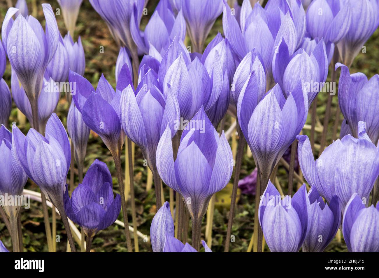 La floraison d'automne Crocus nudiflorus en pleine fleur Banque D'Images