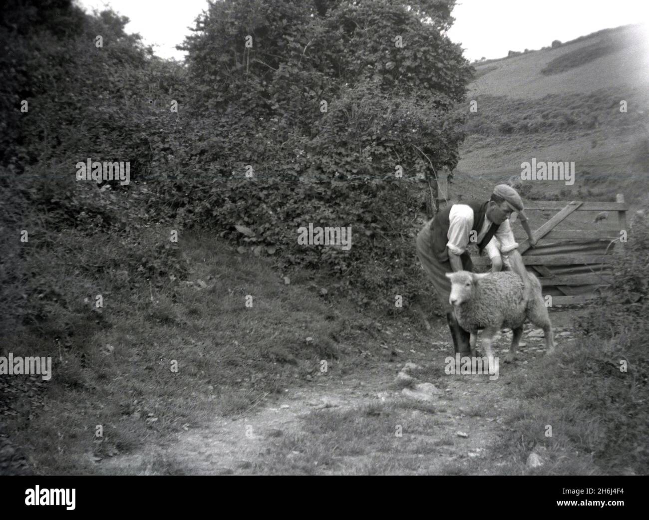 1939, historique, à l'extérieur sur un chemin à côté d'un champ et d'une porte en bois ouverte, un famer avec un mouton lâche, Ringmore, Devon, Angleterre, Royaume-Uni. Banque D'Images