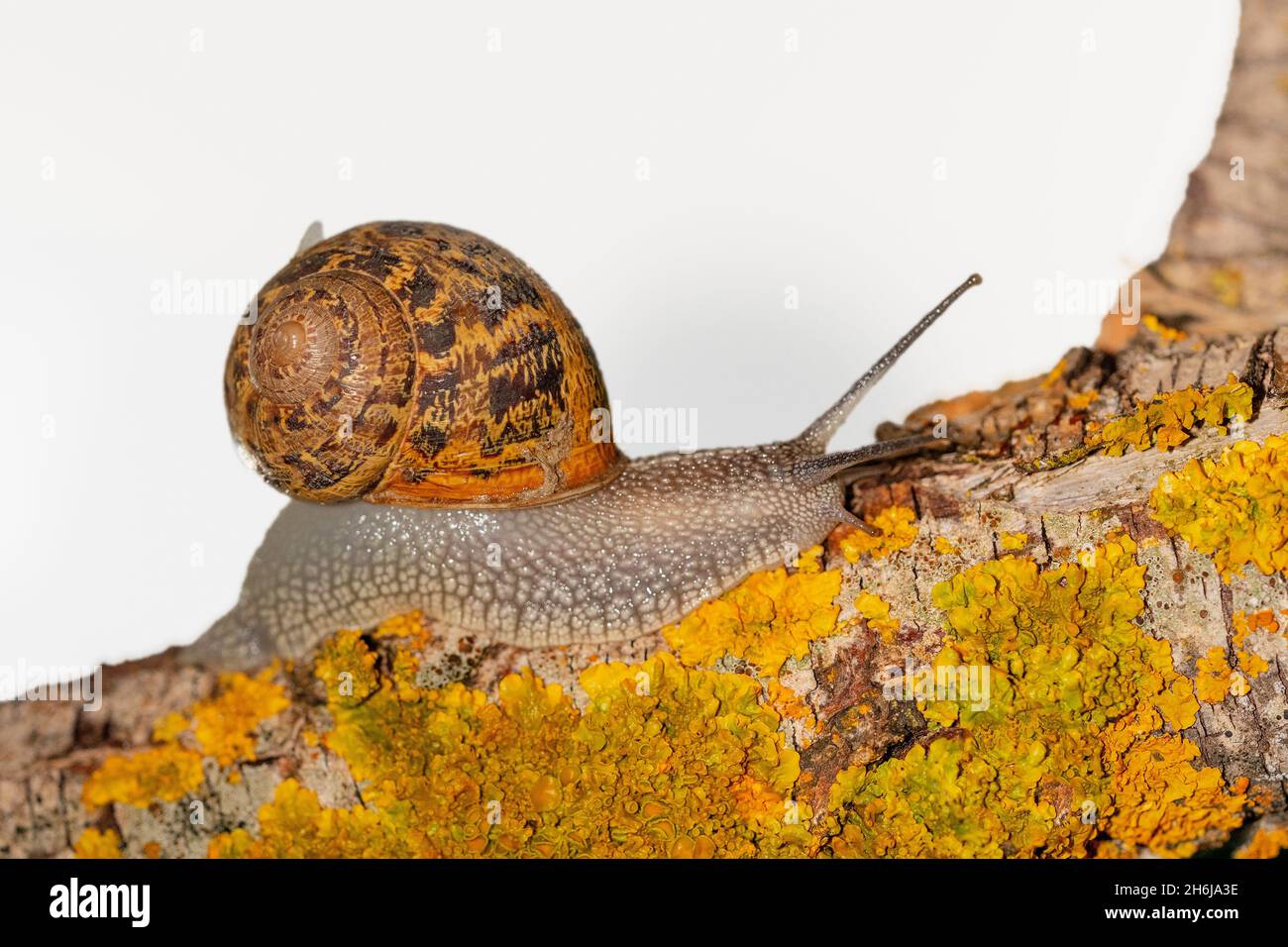 Invertébrés dans leur environnement naturel.Photographie macro. Banque D'Images