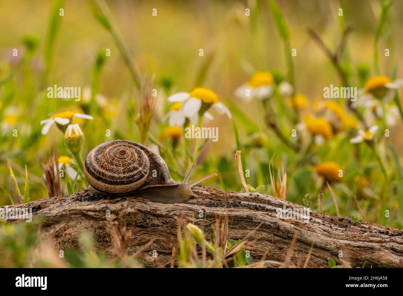 Invertébrés dans leur environnement naturel.Photographie macro. Banque D'Images