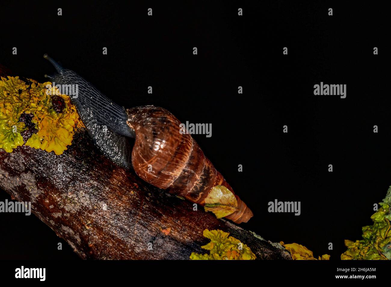 Invertébrés dans leur environnement naturel.Photographie macro. Banque D'Images