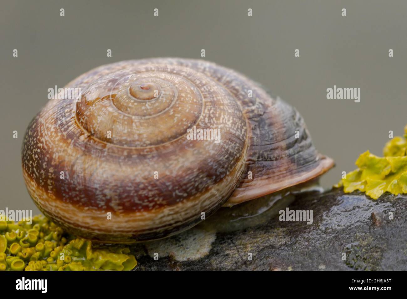 Invertébrés dans leur environnement naturel.Photographie macro. Banque D'Images