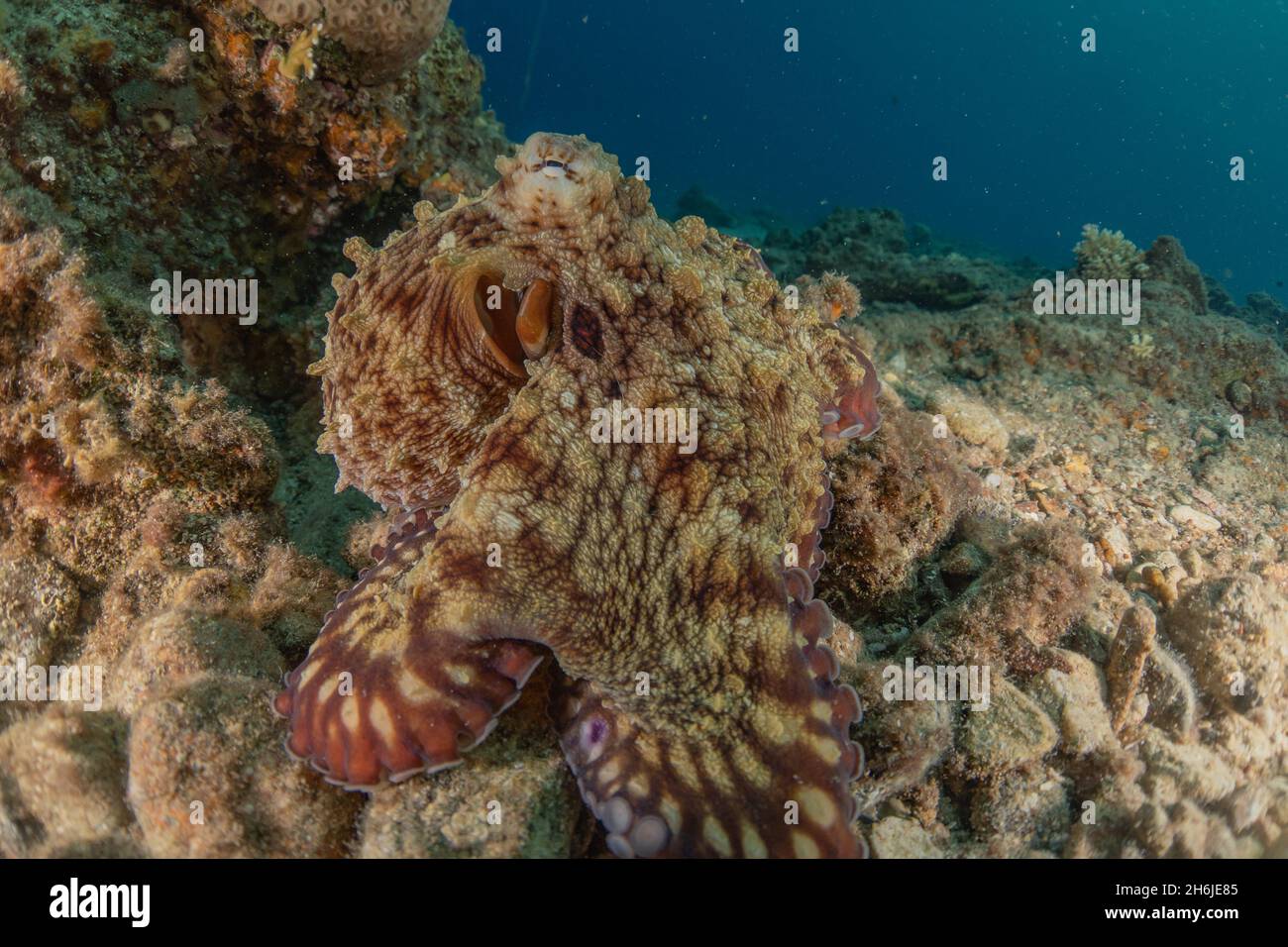 Poulpe, roi du camouflage dans la mer Rouge, Eilat Israël Banque D'Images