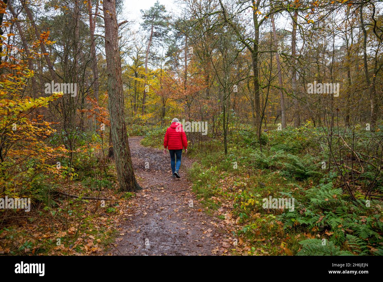 forêt avec toutes sortes de couleurs en automne Banque D'Images