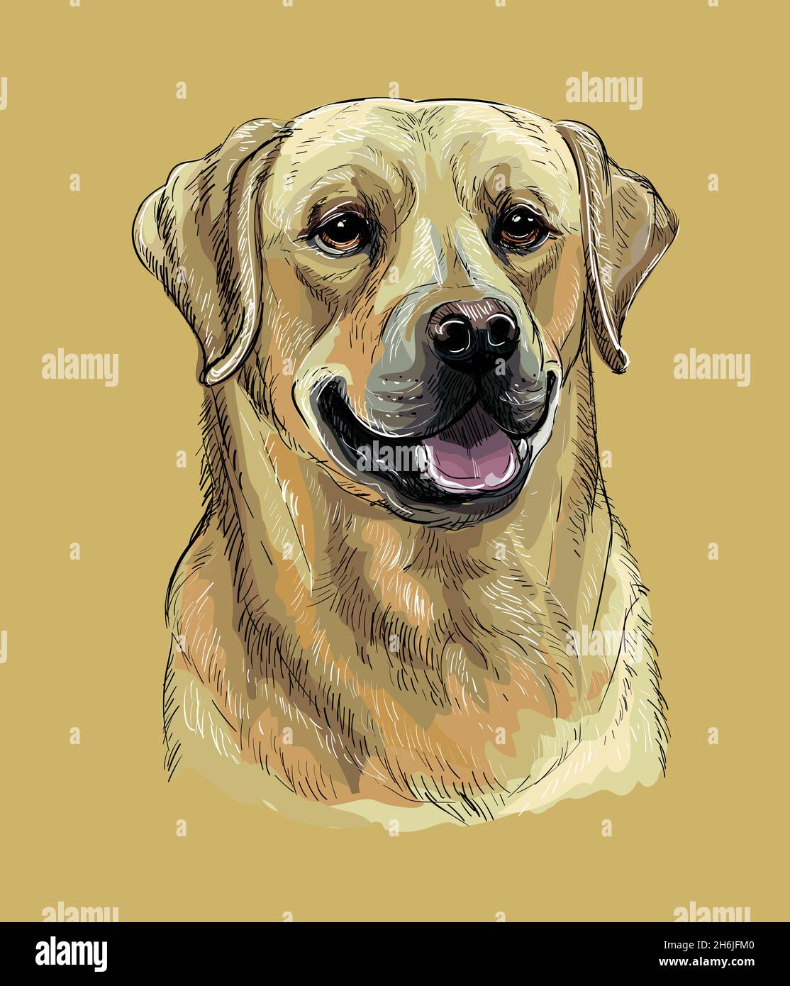 Dessin Tête De Chien Réaliste Tête réaliste de labrador retriever chien.Illustration de dessin à main  avec vecteur de couleur isolée sur fond blanc.Pour la décoration, la  broderie, le design, pri Image Vectorielle Stock - Alamy
