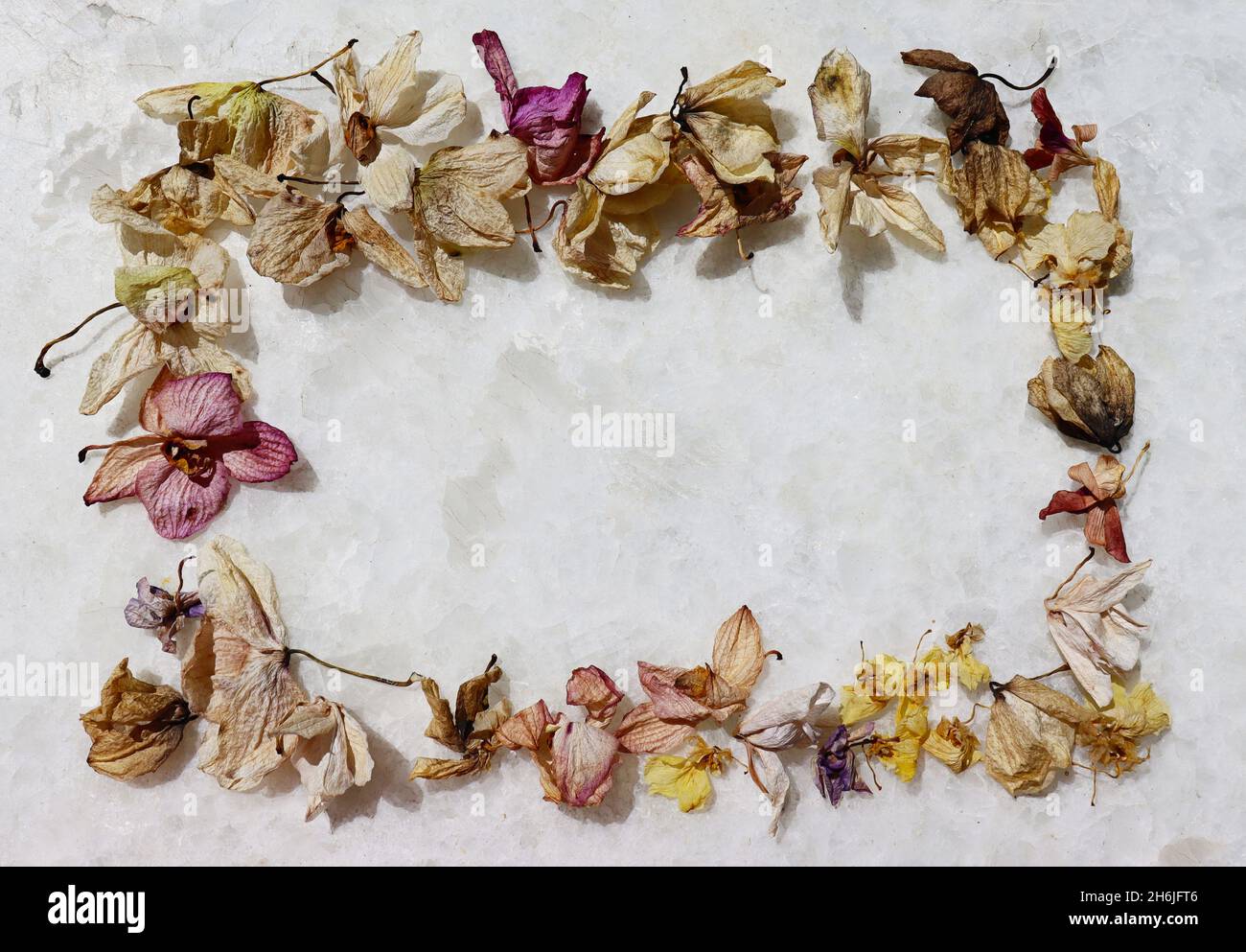 Fleurs mortes formant un bloc rectangulaire avec un espace de texte au centre. Banque D'Images