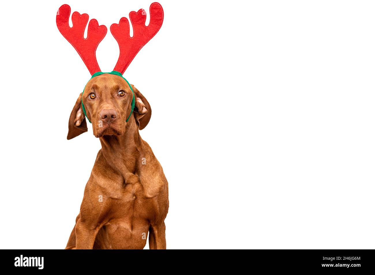 Arrière-plan de Noël de chien.Vizsla portant xmas renne bois studio portrait sur fond blanc. Banque D'Images