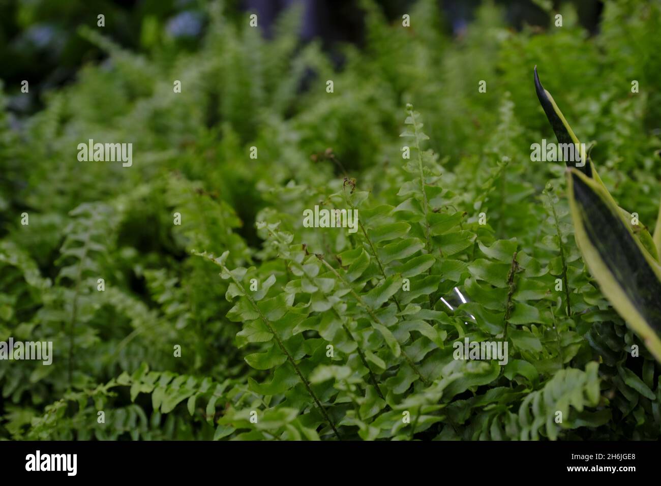 Nephrolepis vert gros plan.Vente en magasin.Mise au point sélective. Banque D'Images