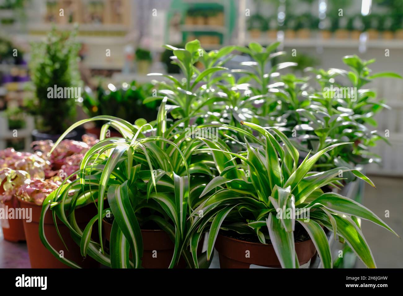 Rangée de plantes en pot de chlorophytum comosum à vendre dans la boutique du jardin. Banque D'Images