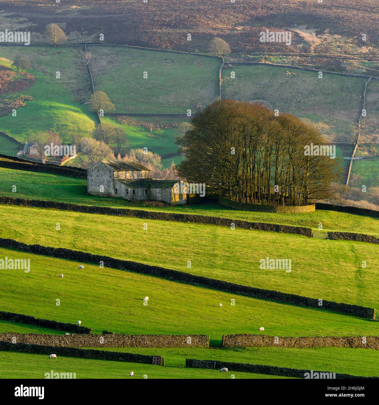 Belle campagne pittoresque (colline ensoleillée, groupe d'arbres au sommet d'une colline, bâtiments de ferme isolés, collines de vallée, hautes terres) - Yorkshire Dales, Angleterre, Royaume-Uni. Banque D'Images