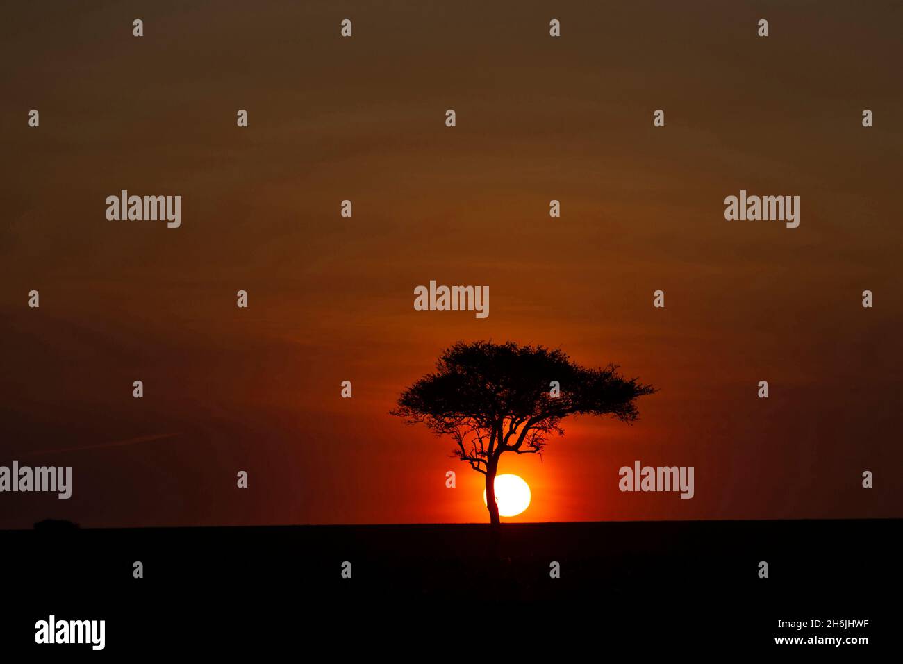 Arbre africain au coucher du soleil, réserve nationale de Masai Mara, Kenya, Afrique de l'est, Afrique Banque D'Images