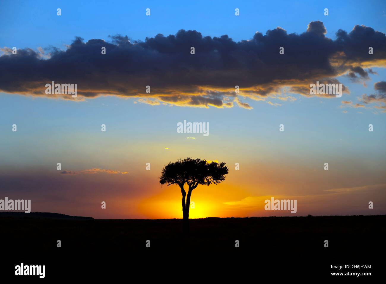 Arbre africain au coucher du soleil, réserve nationale de Masai Mara, Kenya, Afrique de l'est, Afrique Banque D'Images