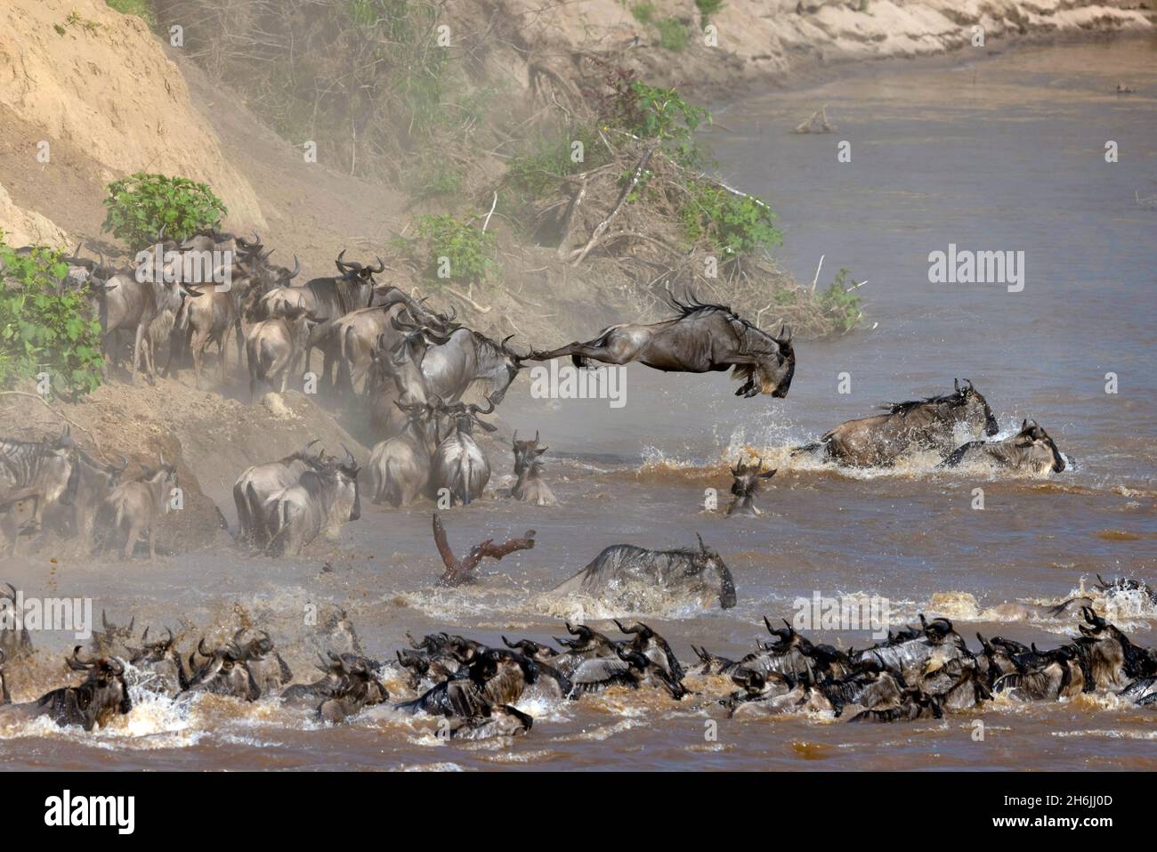 Flétrissement bleu migrateur (Connochaetes taurinus) traversant la rivière Mara, réserve nationale de Masai Mara, Kenya, Afrique de l'est, Afrique Banque D'Images