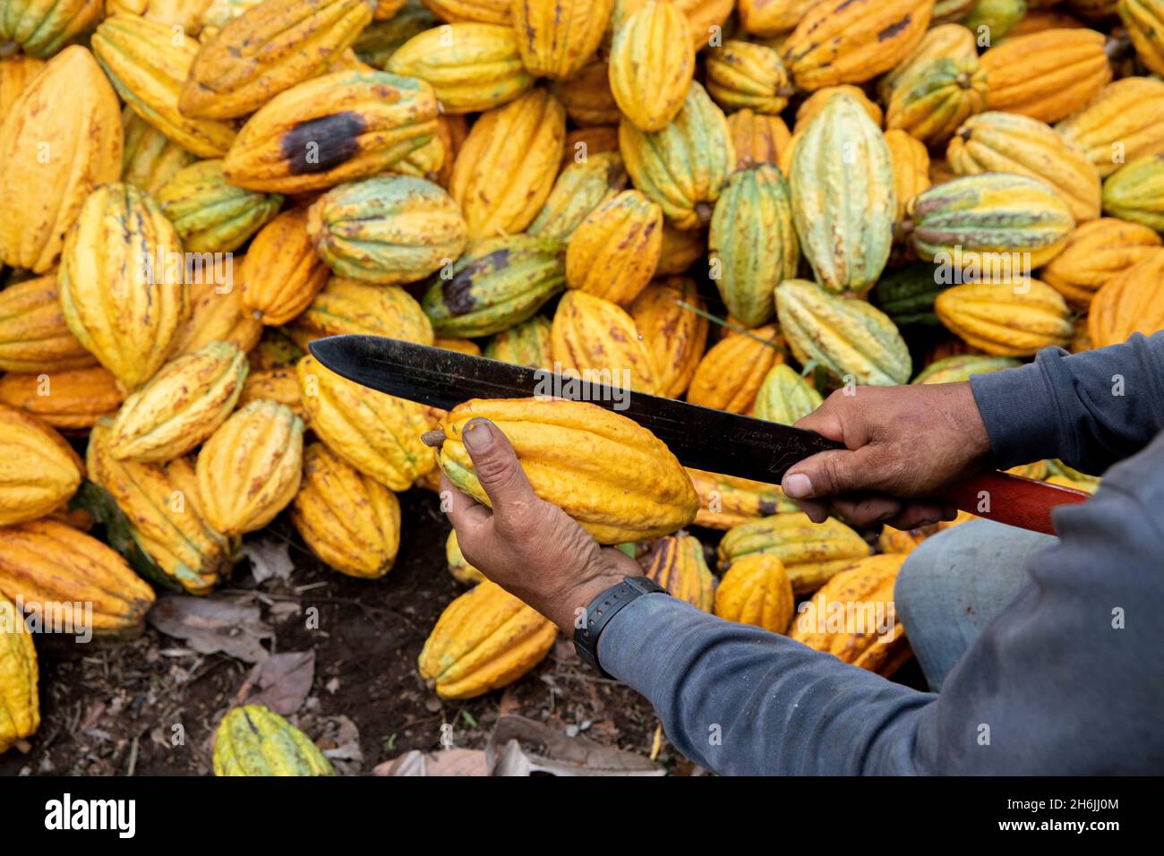Cultivateur de cacao brisant des gousses de cacao dans une plantation de la vallée d'Intag, en Équateur, en Amérique du Sud Banque D'Images