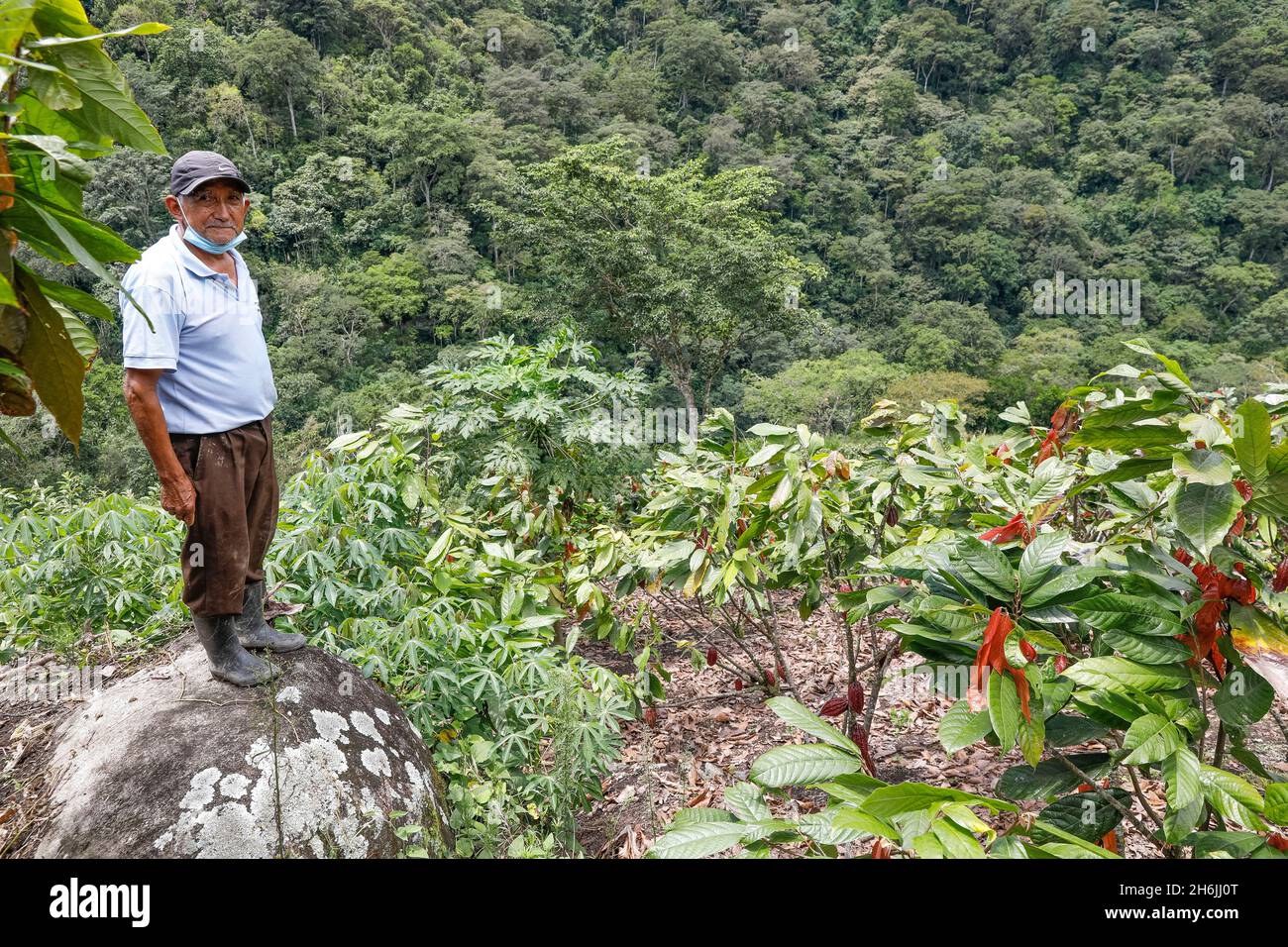 Plantoir de cacao dans la vallée d'Intag, Équateur, Amérique du Sud Banque D'Images