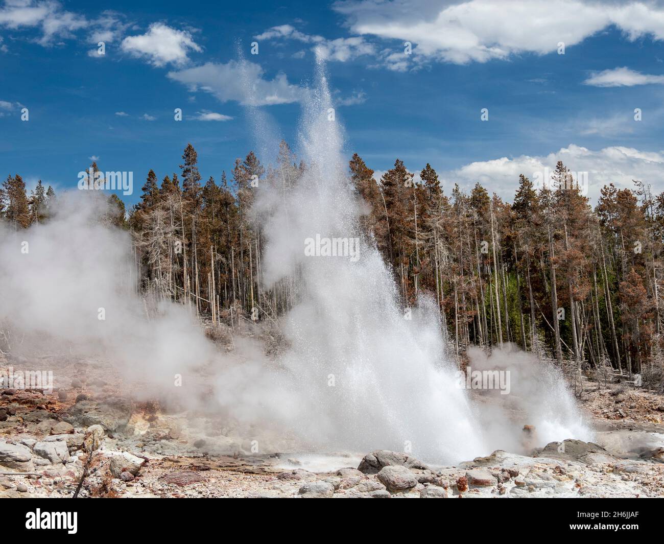 Steamboat Geyser, le geyser actif le plus haut au monde, vapeur dans le parc national de Yellowstone, site classé au patrimoine mondial de l'UNESCO, Wyoming, États-Unis Banque D'Images