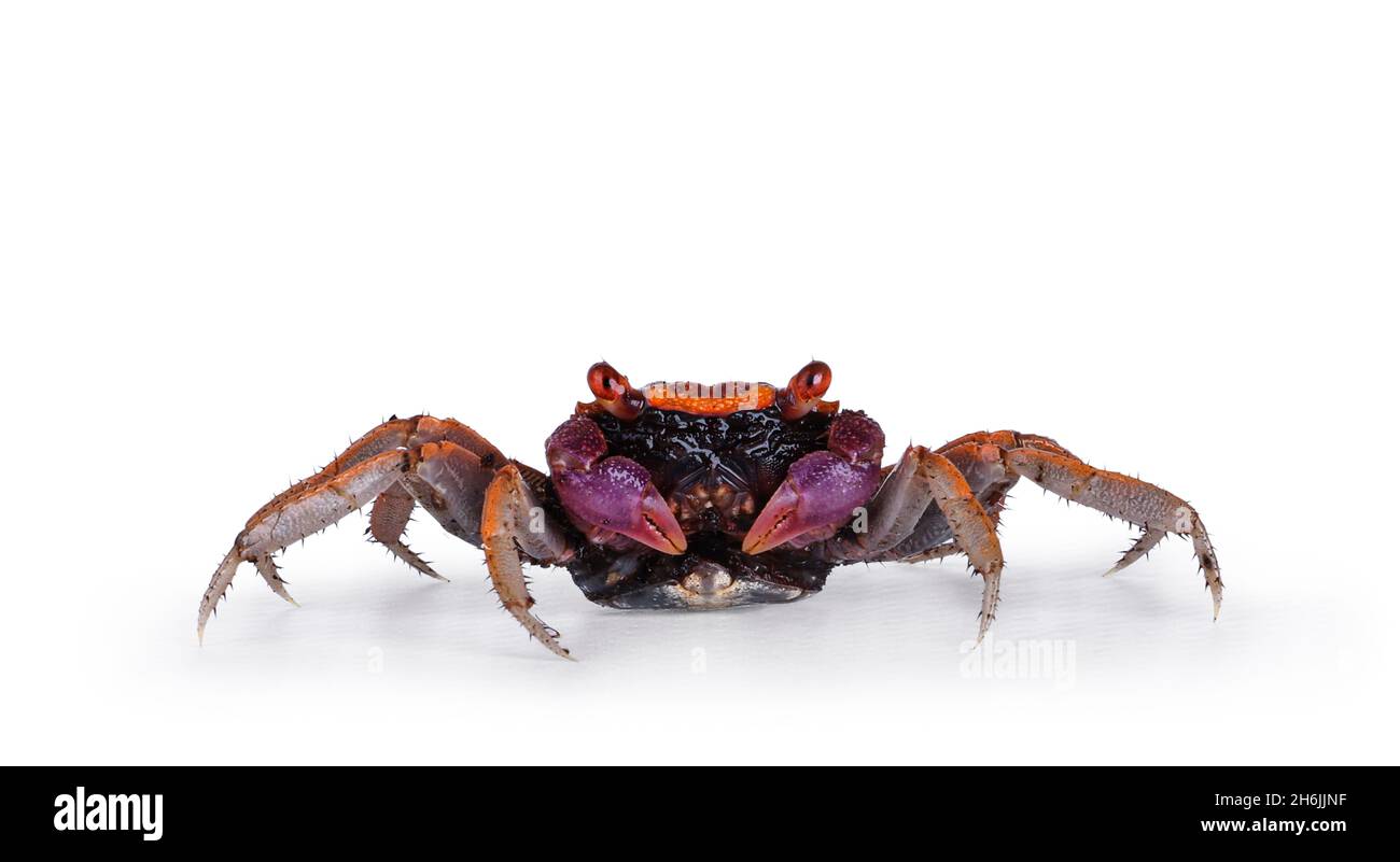 Crabe Vampire violet orange, debout face à l'appareil photo.En regardant vers l'appareil photo, montrant les deux yeux. Isolé sur un fond blanc. Banque D'Images
