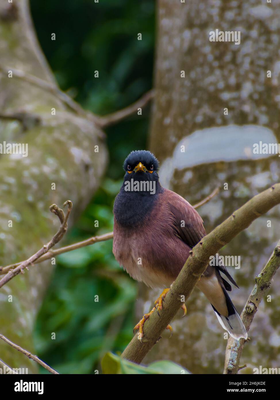 un commun myna mignon oiseau angry look Banque D'Images