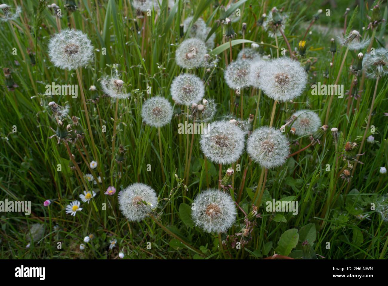 Pissenlit commun les têtes de graines de Taraxacum officinale sont des boules rondes de nombreux fruits touffés d'argent qui se dispersent dans le vent Banque D'Images