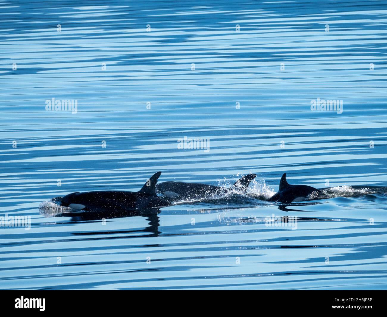 Un groupe d'épaulards (Orcinus orca, près de la baie d'Alert, île Cormorant, Colombie-Britannique, Canada,Amérique du Nord Banque D'Images