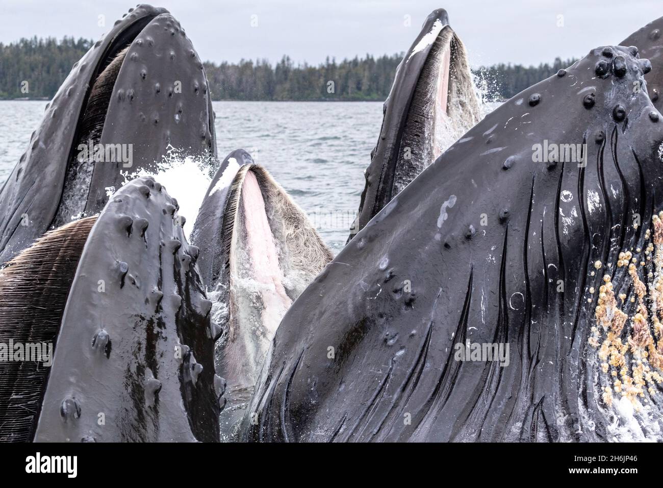 Baleines à bosse adultes (Megaptera novaeangliae, alimentation en filet à bulles dans le détroit de Sitka, Alaska du Sud-est, États-Unis d'Amérique, Amérique du Nord Banque D'Images