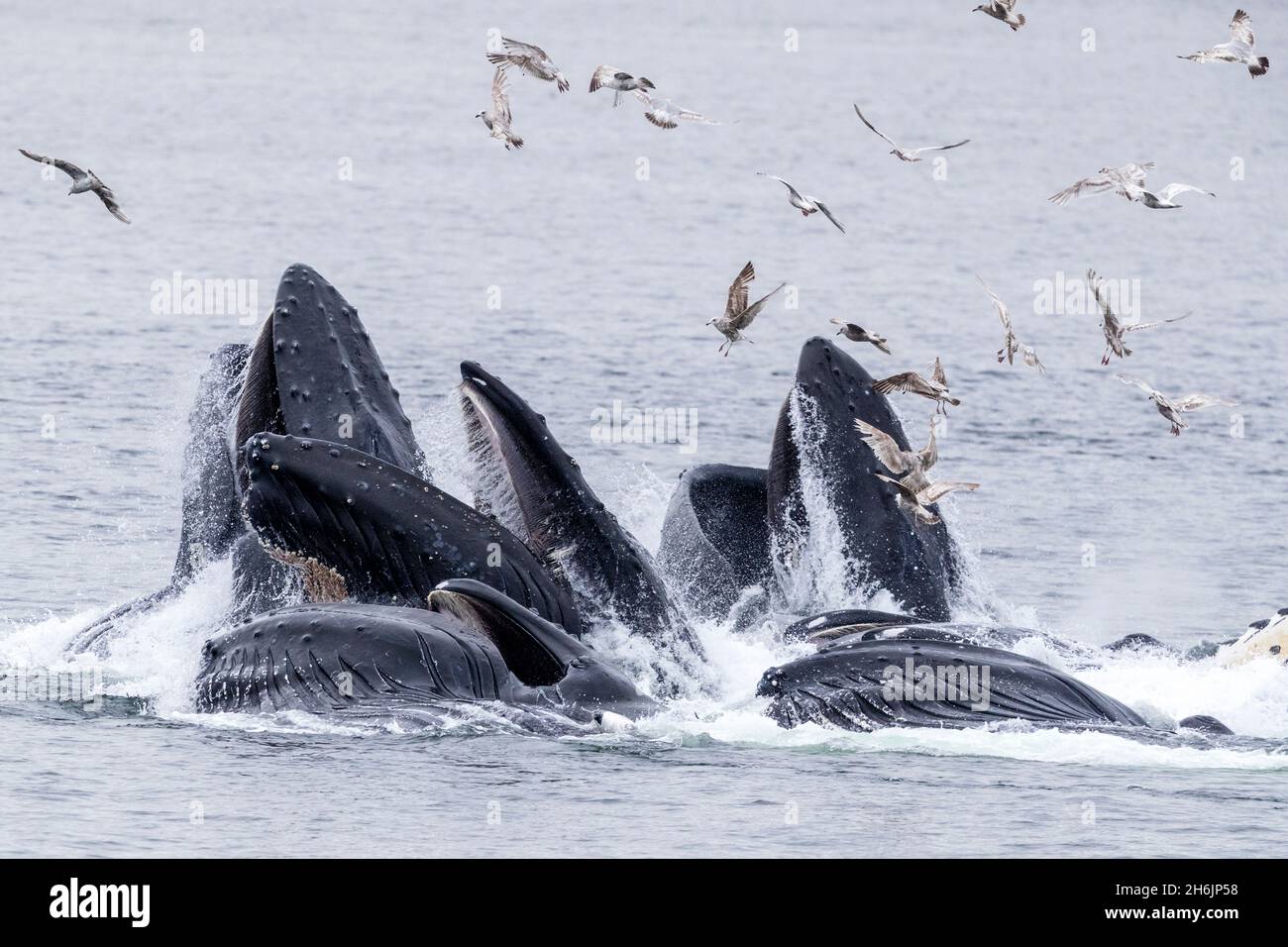 Baleines à bosse adultes (Megaptera novaeangliae, alimentation en filet à bulles près du récif Morris, Alaska du Sud-est, États-Unis d'Amérique, Amérique du Nord Banque D'Images