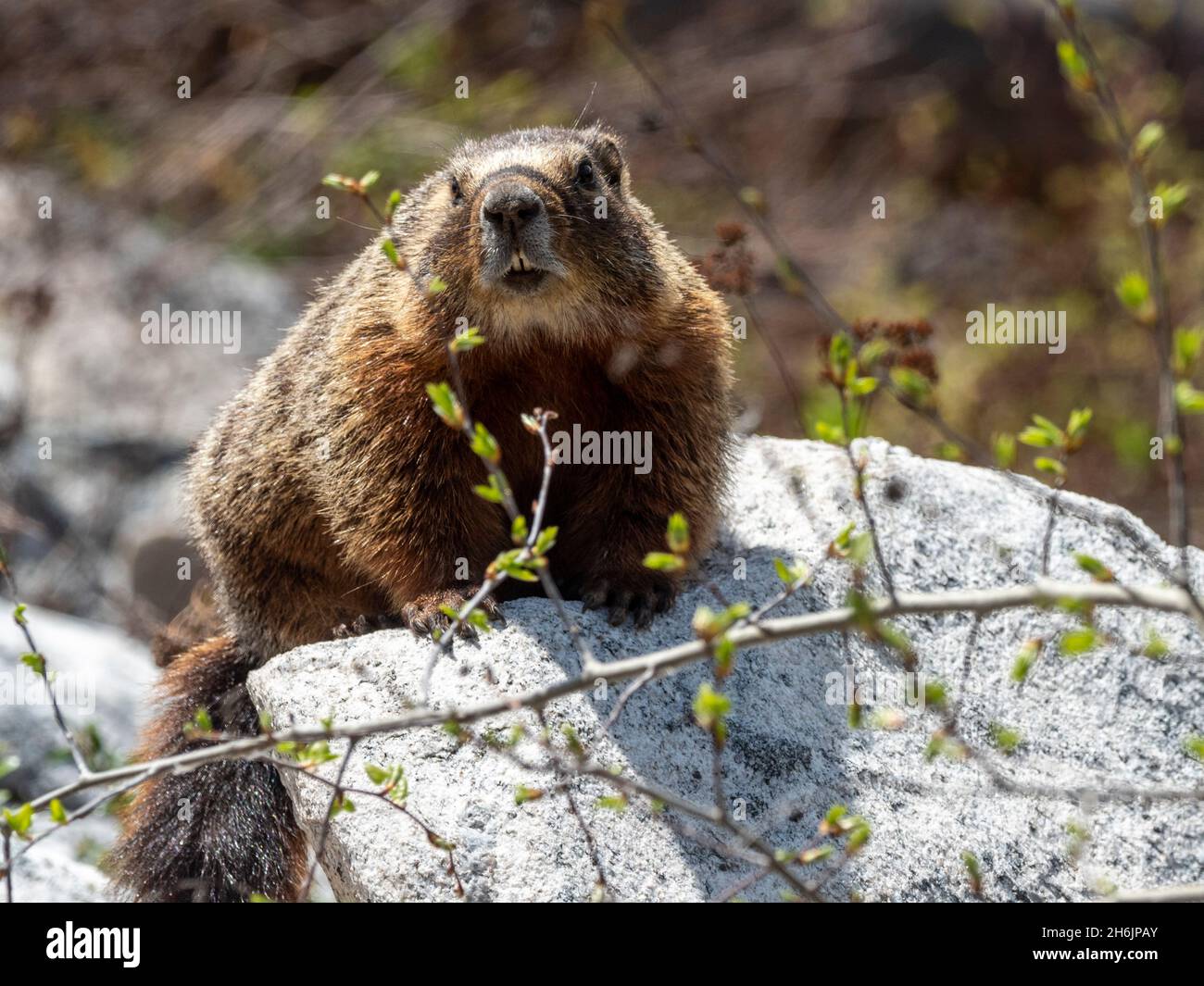 Marmotte à ventre jaune pour adultes (Marmota flaviventris, dans le parc national de Yellowstone, Wyoming, États-Unis d'Amérique, Amérique du Nord Banque D'Images