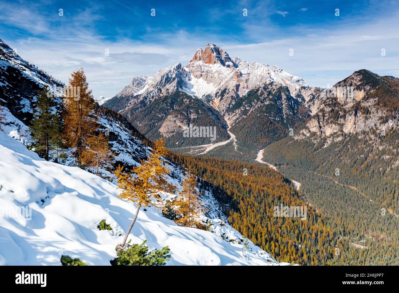 Croda Rossa d'Ampezzo montagne entourée de mélèze forêt en automne, Dolomites, province de Belluno, Vénétie, Italie, Europe Banque D'Images
