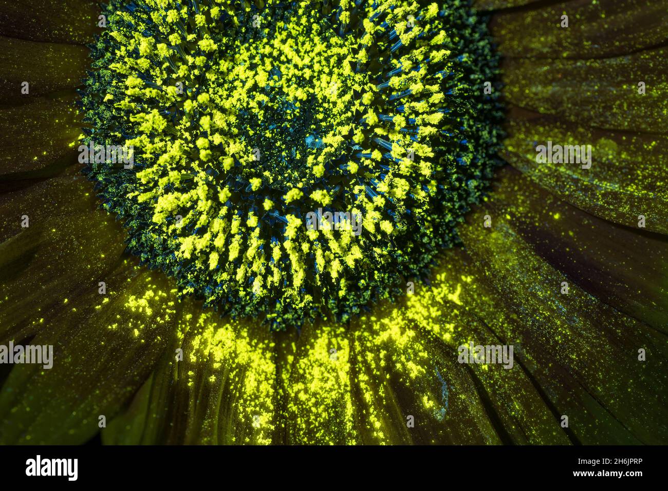 Comparaison de l'ultraviolet et de la lumière du jour sur un tournesol mettant en évidence les différentes zones de zonation et de lueur du pollen qui ne sont pas évidentes sous la lumière du jour Banque D'Images