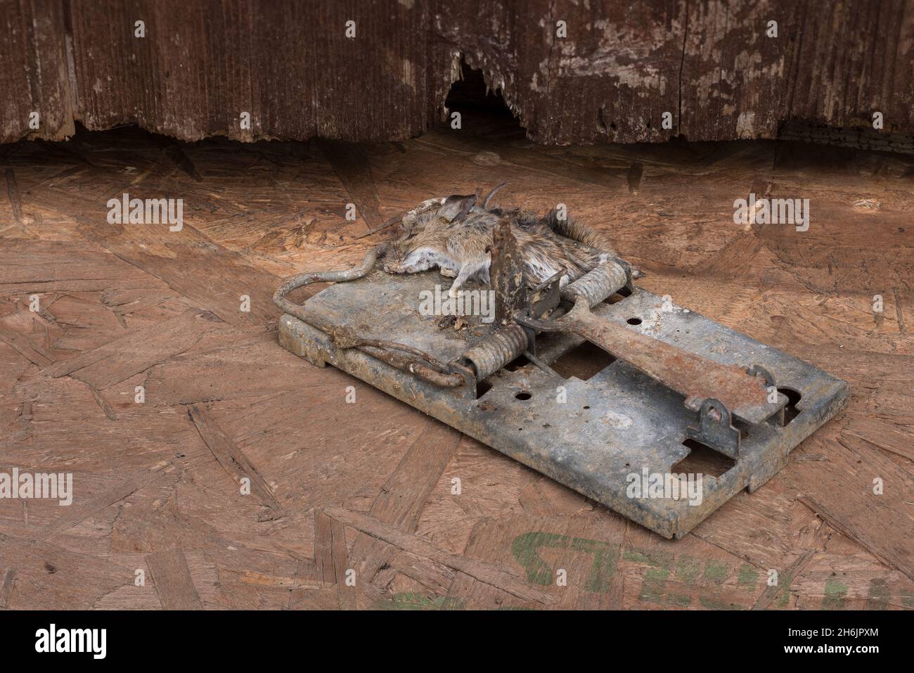 Un piège à rats métallique de type ressort à usage intensif a accidentellement attrapé une petite souris en bois de rongeur, Apodemus sylvaticus, sous la gâche Banque D'Images