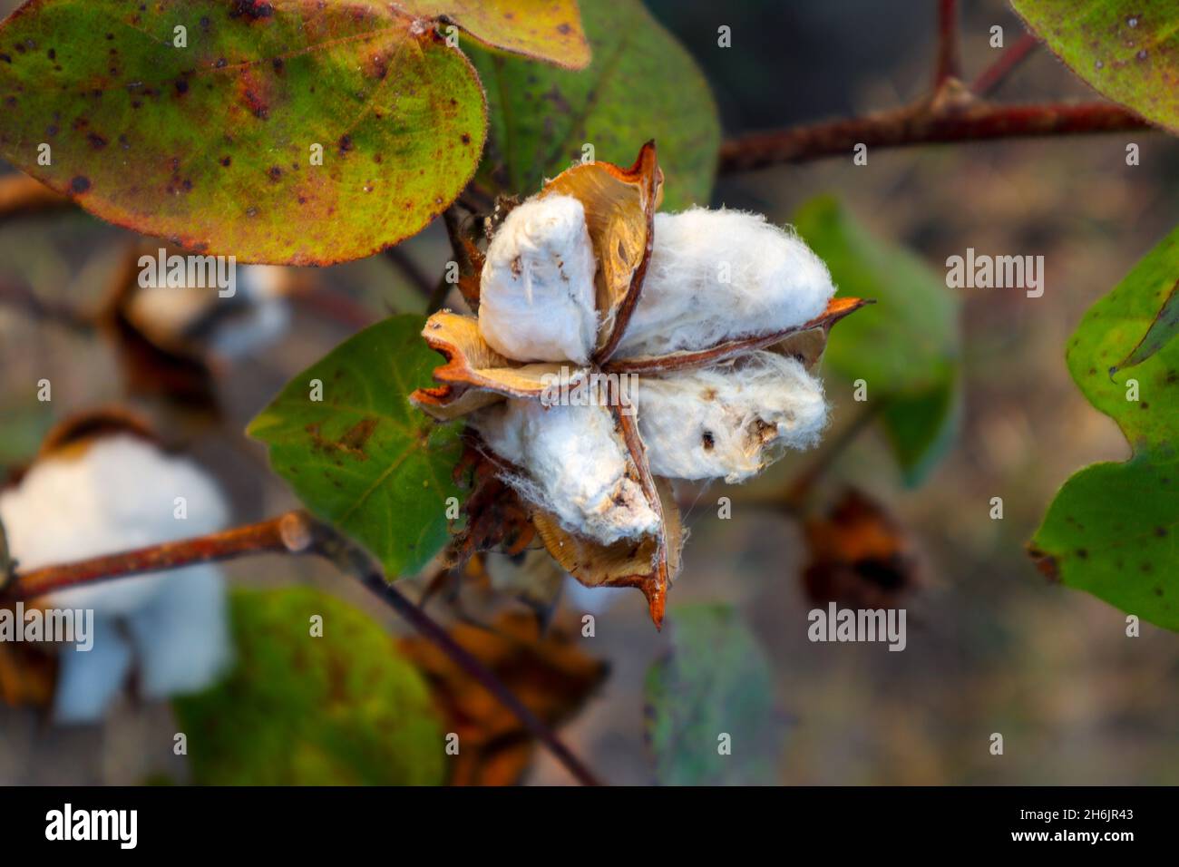 Fleur de coton dans le champ de fleur de coton.as matière première vêtements,  vêtements de mode Photo Stock - Alamy