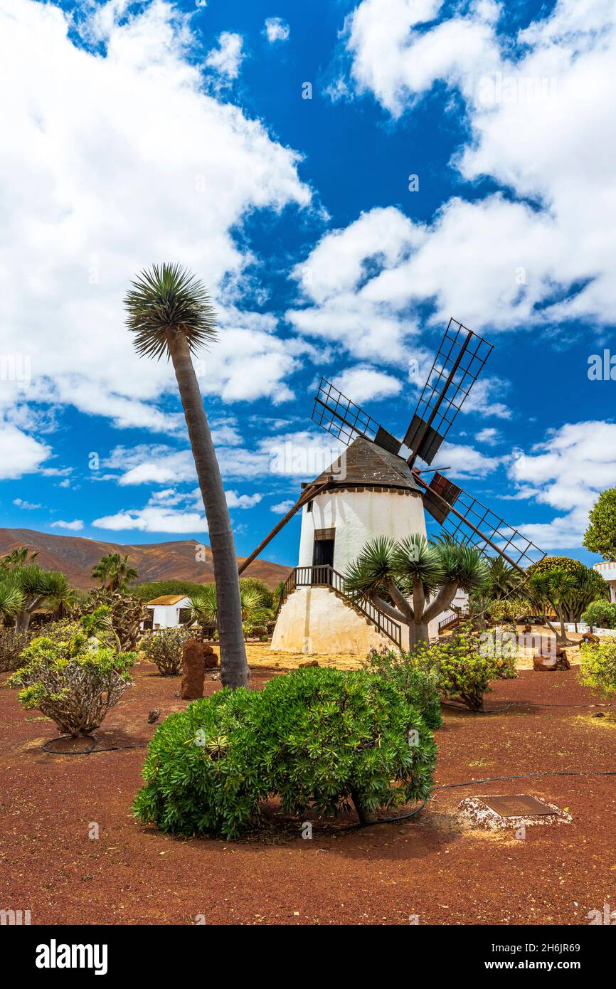 Moulin à vent traditionnel blanchi à la chaux et plantes dans le jardin de Cactus d'Antigua, Fuerteventura, îles Canaries, Espagne, Atlantique,Europe Banque D'Images