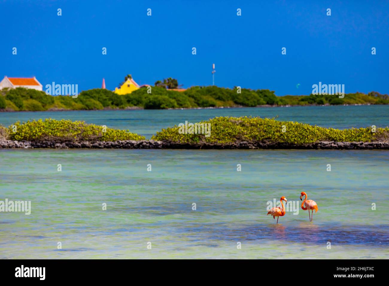 Flamants se prélassant dans leur habitat naturel, Bonaire, Antilles néerlandaises, Caraïbes, Amérique centrale Banque D'Images
