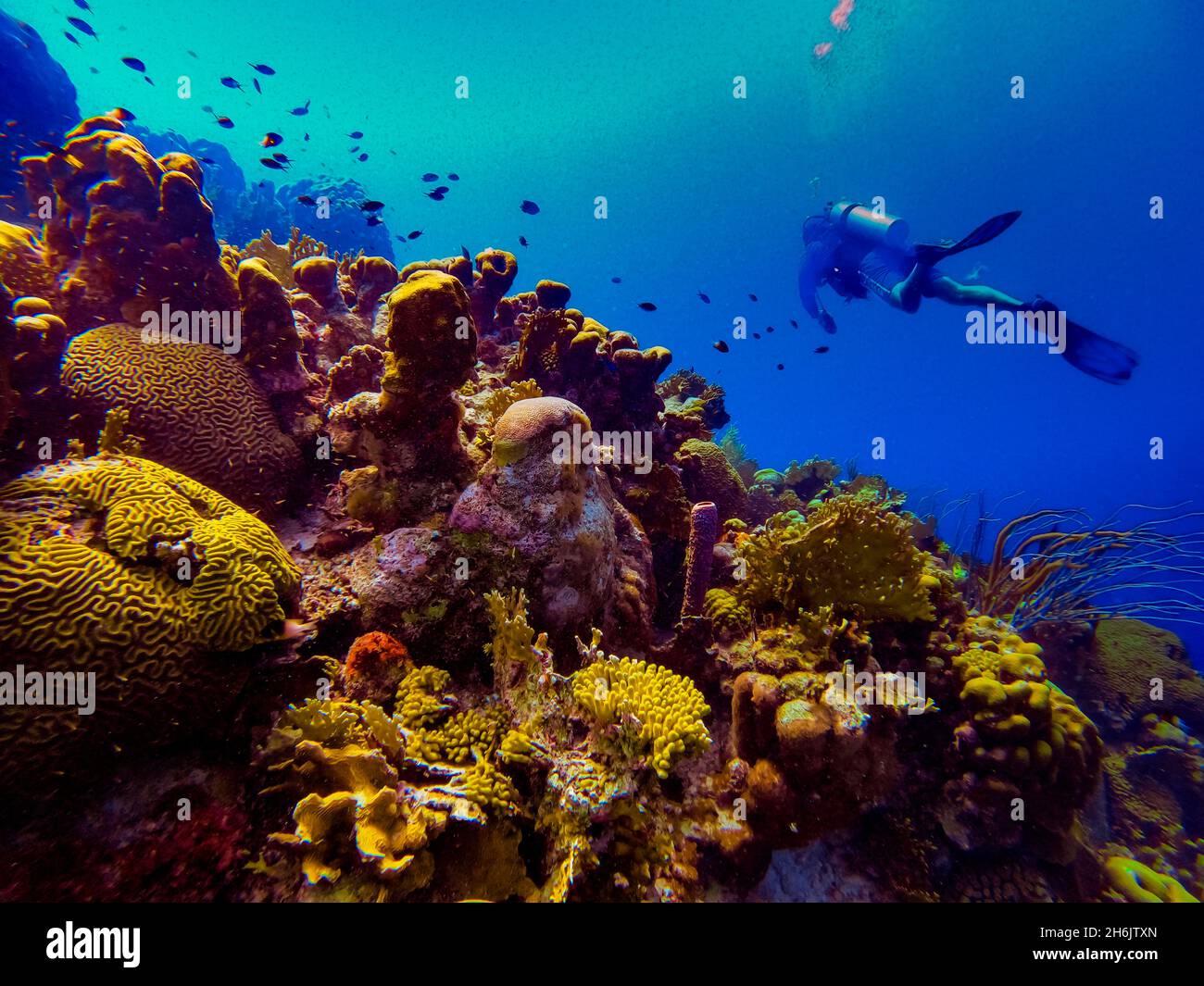 Homme plongée sous-marine tout en explorant les récifs coralliens de Bonaire, Antilles néerlandaises, Caraïbes, Amérique centrale Banque D'Images
