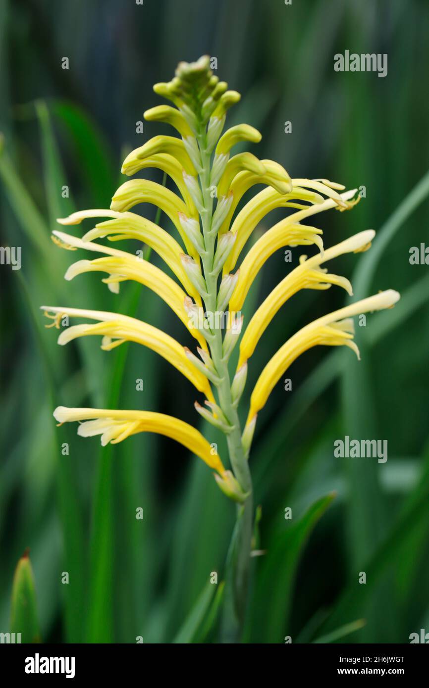 Cobra Lily (Chasmanthe floribunda, le Cap, Afrique du Sud, Afrique Banque D'Images