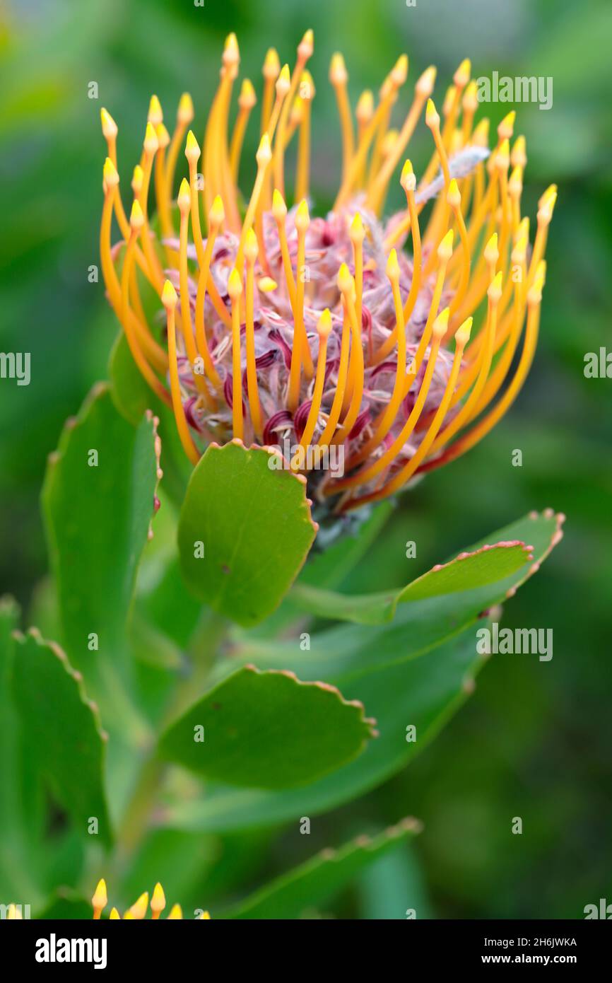 Protea (Leucospermum cordifolium, le Cap, Afrique du Sud, Afrique du Sud Banque D'Images