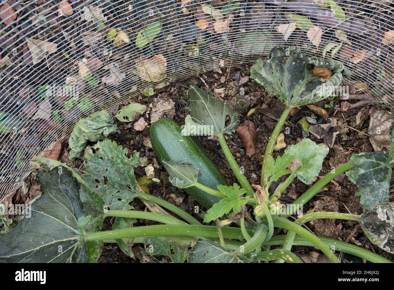 Utilisation d'un cadre en treillis métallique pour empêcher les grands ravageurs oiseaux lapins de la plante de la moelle, malheureusement pas les limaces ou les escargots de légers signes de mildiou sur la feuille Banque D'Images