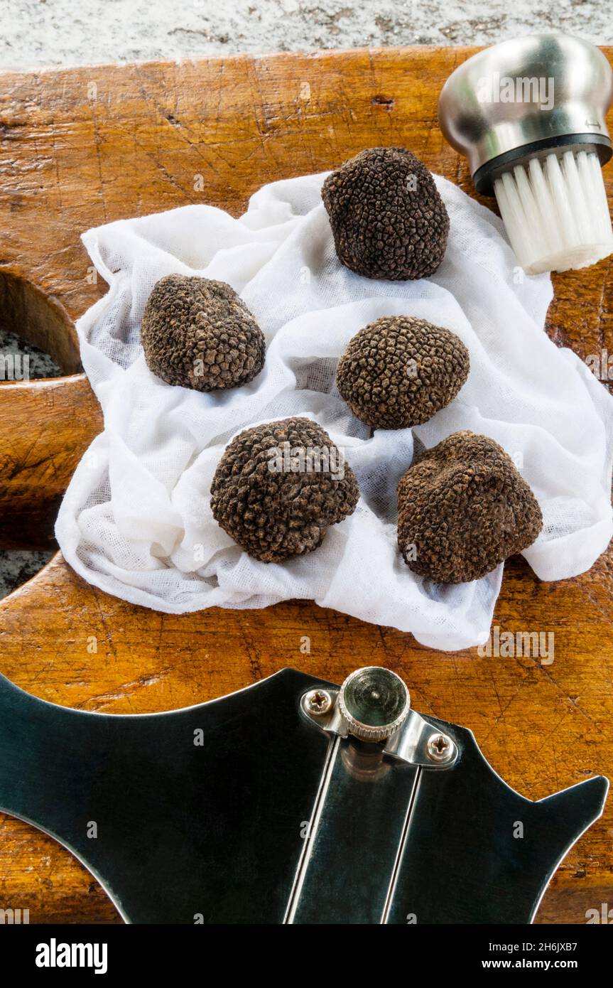 Truffes d'été (Tuber aestivum) ou truffe de Bourgogne (Tuber uncinatum, Toscane, Italie, Europe Banque D'Images