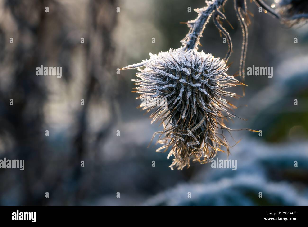 Thé sauvage congelé (Dipsacus fullonum) recouvert de cristaux de glace de givre, rétroéclairé par la lumière du soleil chaude à l'heure d'or le matin d'hiver.Macro gros plan. Banque D'Images