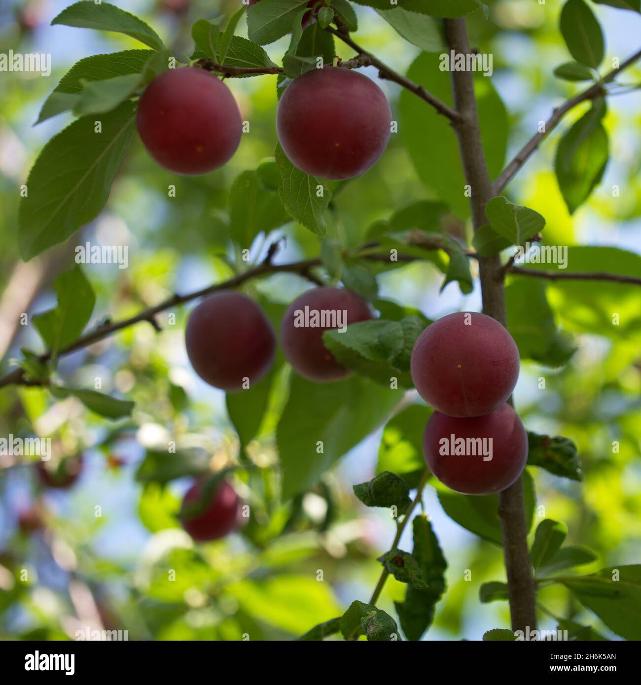 Quelques baies mûres de prune de cerise sur une branche. Baies mûres. Banque D'Images