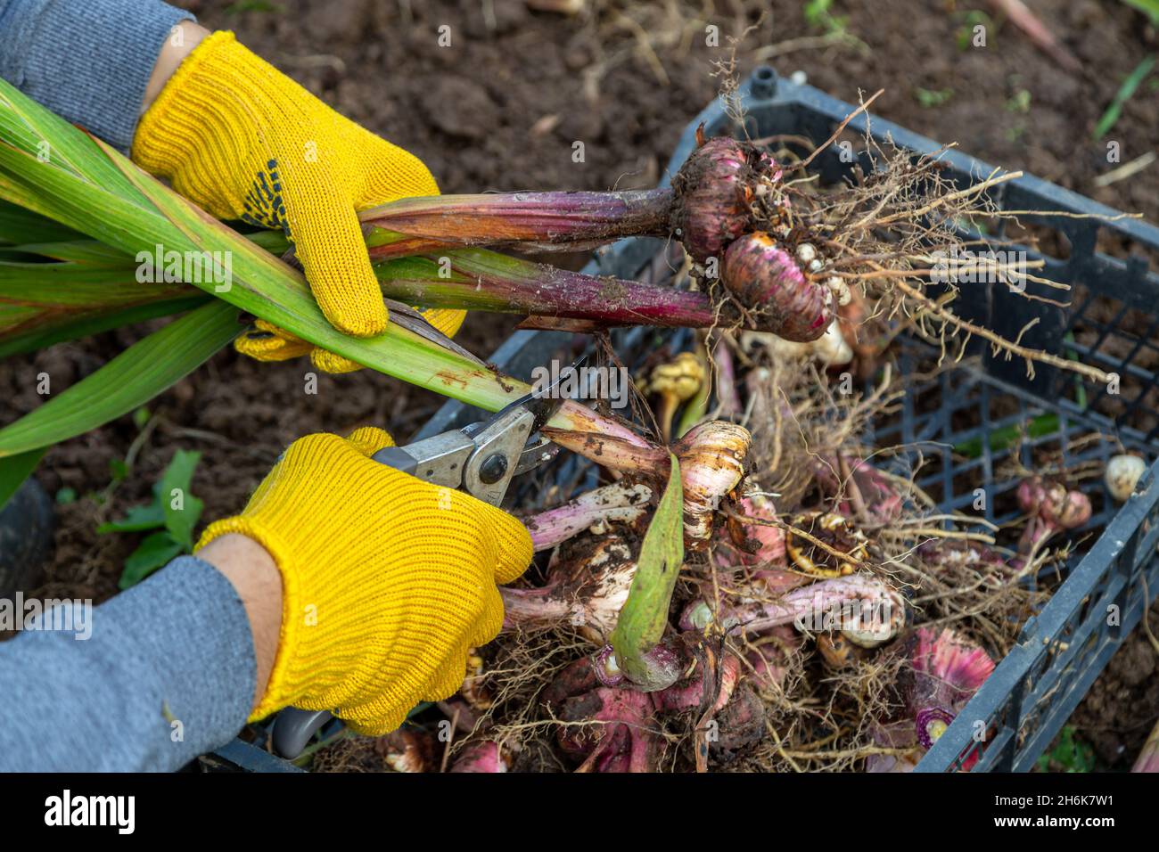 Les sécateurs de jardin sont jaunes. Mains avec des gants. Bulbe de gladioli sans terre Banque D'Images