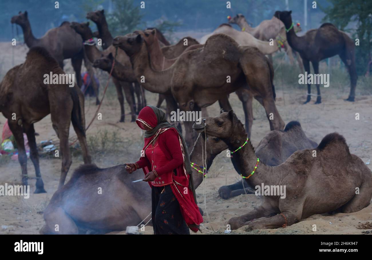 Pushkar, Inde.16 novembre 2021.Une femme herder marche près des chameaux lors de la foire annuelle de Pushkar dans l'État des déserts occidentaux du Rajasthan, en Inde, le dimanche 14 novembre.2021. La foire est une importante saison de pèlerinage pour les Hindous au lac Pushkar, et est également une attraction touristique importante pour les voyageurs nationaux et internationaux.Photo par Abhishek/UPI crédit: UPI/Alay Live News Banque D'Images