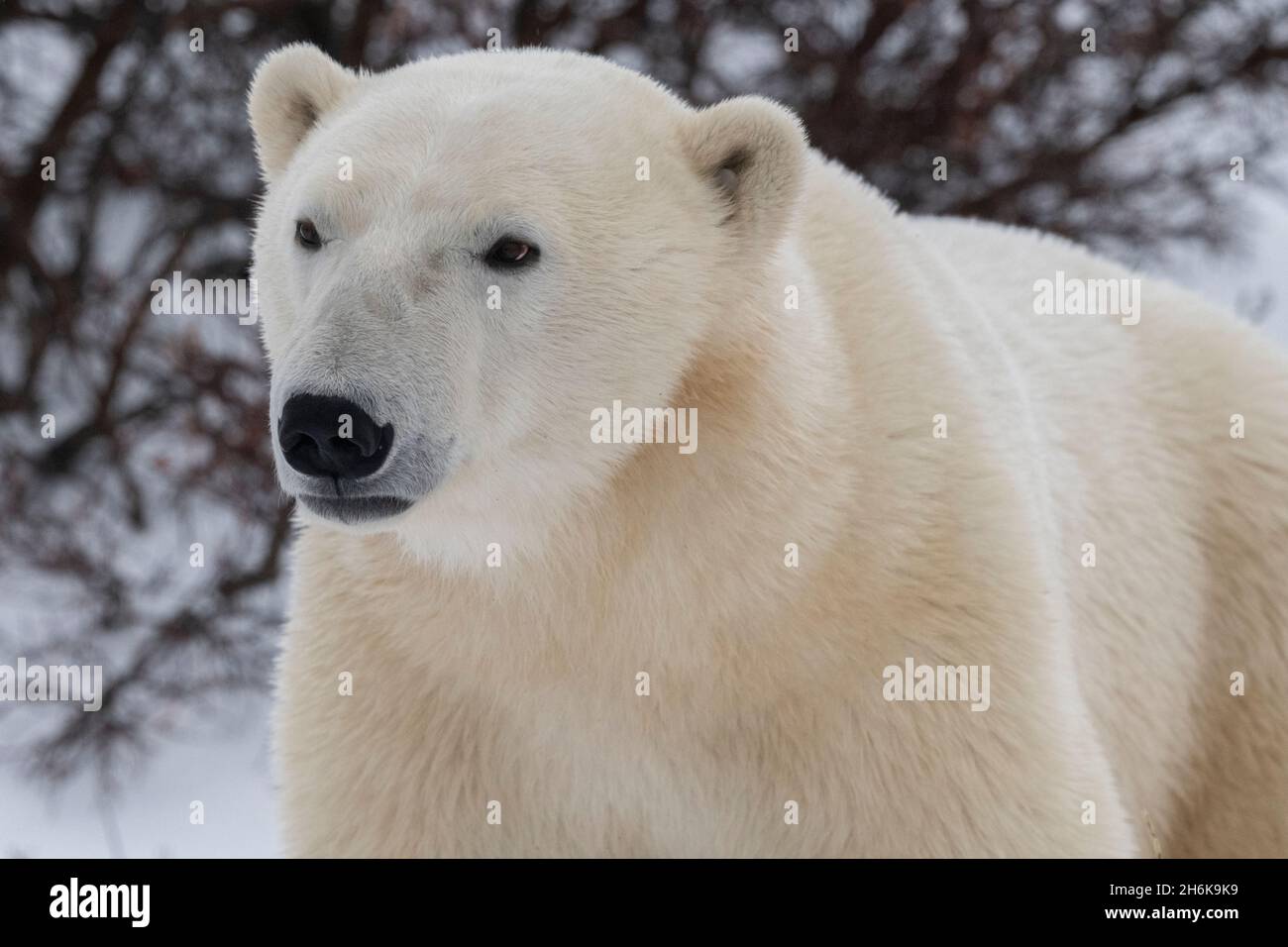 Canada, Manitoba, Churchill.Ours polaire avec étiquette d'oreille.(SAUVAGE : Ursus maritimus) Banque D'Images